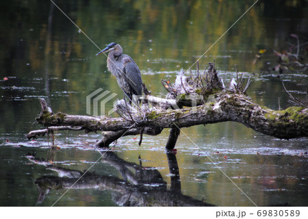 heron on a branch in the wild heron on a branch in the wild 69830589