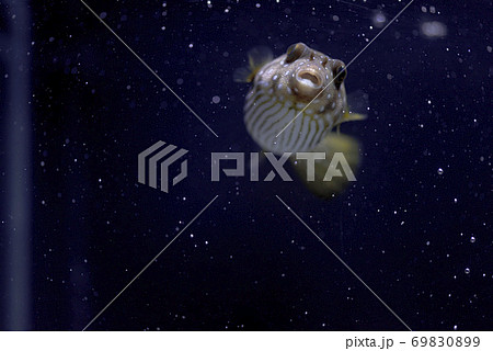 奄美大島沿岸に住むサザナミフグの生体(幼魚) 69830899