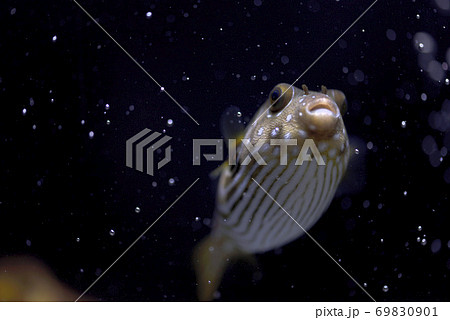 奄美大島沿岸に住むサザナミフグの生体（幼魚） 69830901