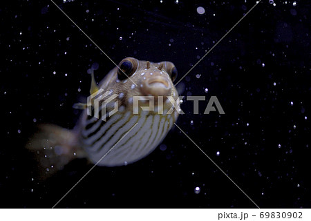 奄美大島沿岸に住むサザナミフグの生体（幼魚） 69830902