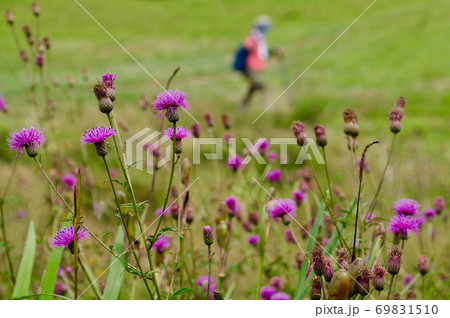 吾妻山の草原に咲くタムラソウと登山者 69831510