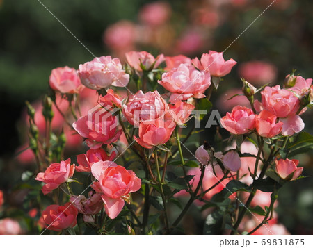 ばら ばら 69831875