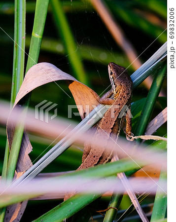Japanese gecko crawling among plants Japanese gecko crawling among plants 69832006