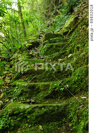 苔むした石段 69832018