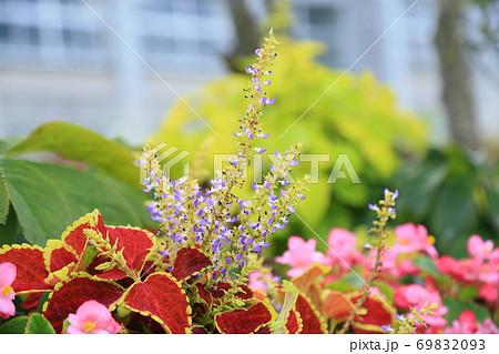 コリウスの花の写真素材 6993