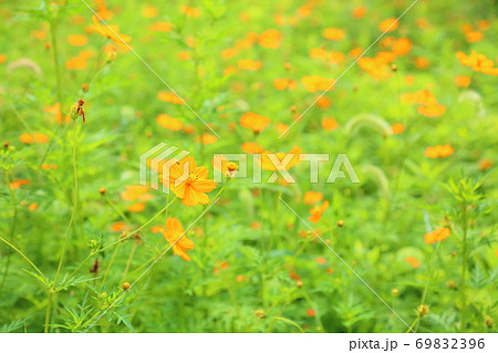 キバナコスモスの花 キバナコスモスの花 69832396