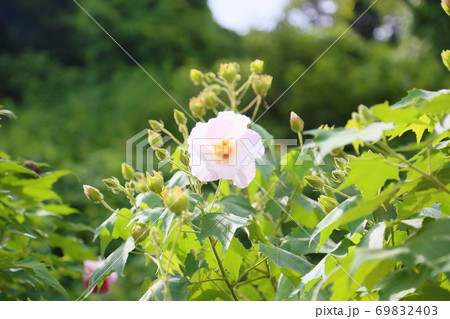 スイフヨウの花 69832403