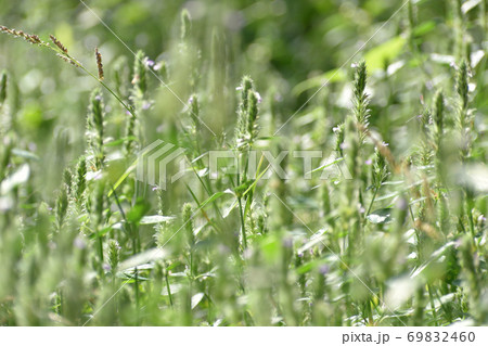 そよぐ初秋の草むら 69832460