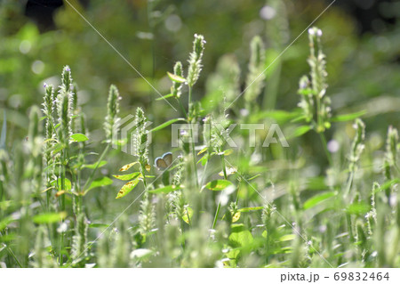 そよぐ初秋の草むら 69832464