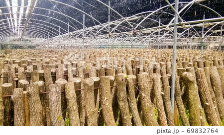 原木しいたけ栽培　ホダ場 69832764