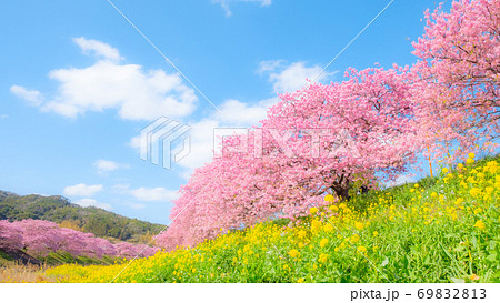 南伊豆町・下賀茂の河津桜 (ソフトフォーカス) 南伊豆町・下賀茂の河津桜 (ソフトフォーカス) 69832813