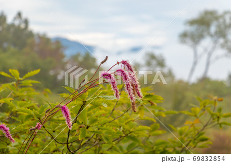高山植物(カライトソウ) 高山植物(カライトソウ) 69832854