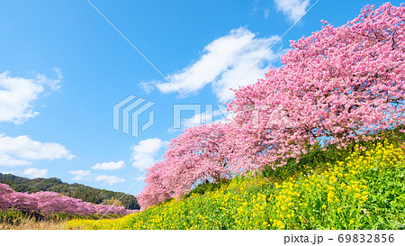 南伊豆町・下賀茂の河津桜 南伊豆町・下賀茂の河津桜 69832856