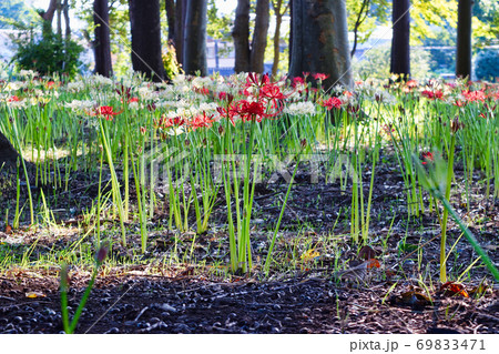 祖光院の彼岸花（千葉県松戸市） 69833471