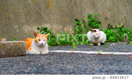 駐車場に野良猫がいる風景 駐車場に野良猫がいる風景 69833617