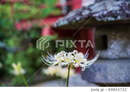 (静岡県)北条義時ゆかりの地、伊豆の国北条寺の白い彼岸花 (静岡県)北条義時ゆかりの地、伊豆の国北条寺の白い彼岸花 69833732