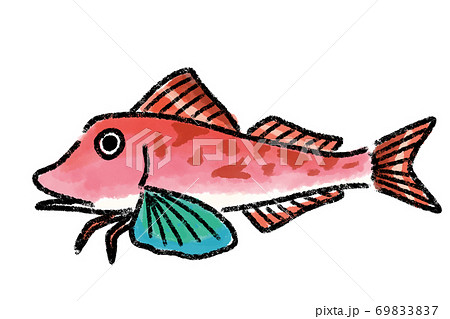 ほうぼう　ホウボウ　魚　筆　手描き 69833837