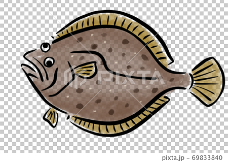 ヒラメ ひらめ 平目 筆 魚 手描きのイラスト素材