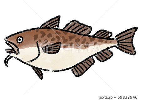 たら　タラ　鱈　手描き 69833946