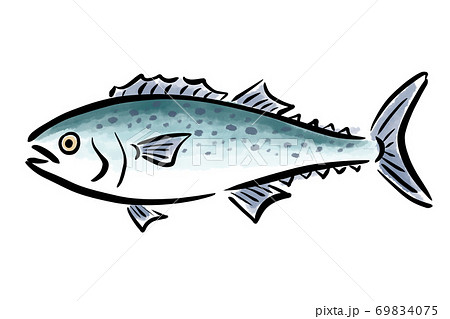 さわら サワラ 鰆 魚 筆 手描きのイラスト素材 さわら サワラ 鰆 魚 筆 手描きのイラスト素材