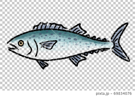 さわら サワラ 鰆 魚 手描きのイラスト素材