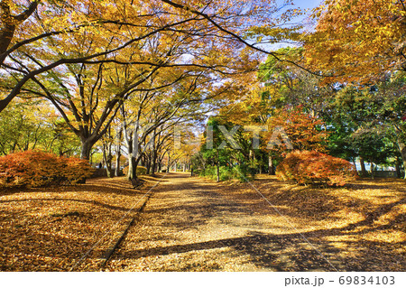 秋の駒沢公園　落ち葉　紅葉　横構図　2 69834103