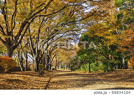 秋の駒沢公園 落ち葉 紅葉 横構図 3 秋の駒沢公園 落ち葉 紅葉 横構図 3 69834104