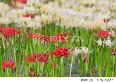 祖光院の彼岸花（千葉県松戸市） 69834227
