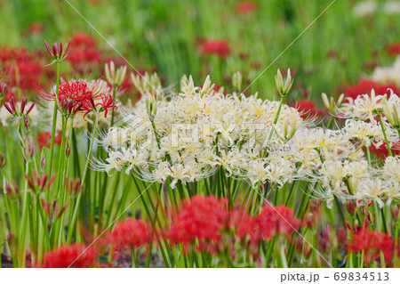 祖光院の彼岸花（千葉県松戸市） 69834513