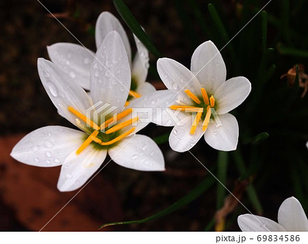 雨上がりのゼフィランサス（水滴のついた白い花） 69834586