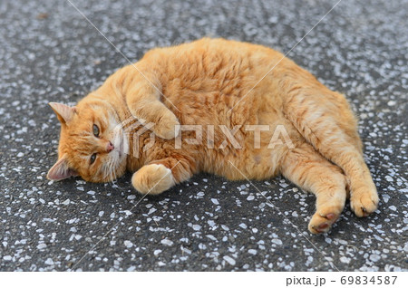 野良猫 野良猫 69834587