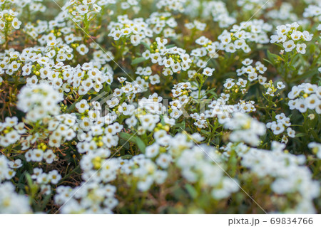 Flowers are alyssum close-up 69834766