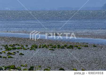 琵琶湖の鳥 69834938