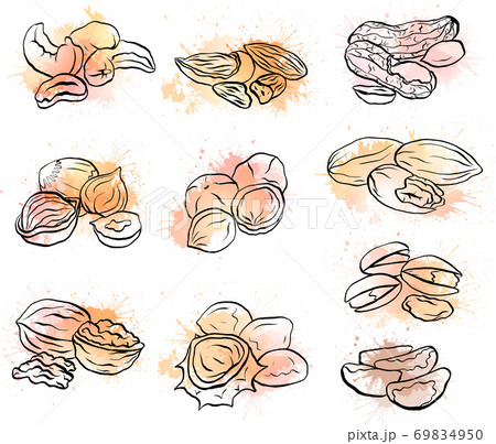 Set of contour drawings of various types of nuts with watercolor splashes. Objects separate from the background. 69834950
