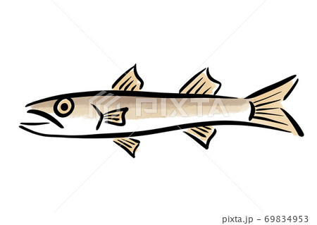 かます カマス 梭子魚 魚 手描きのイラスト素材