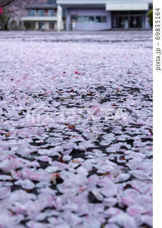 桜散り、積もる 桜散り、積もる 69835164