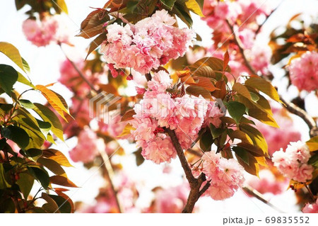 里桜 福禄寿の花 里桜 福禄寿の花 69835552