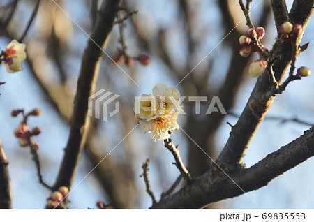 梅の花（埼玉県深谷市） 69835553