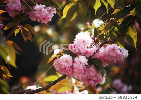 里桜 福禄寿の花 里桜 福禄寿の花 69835554