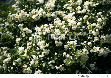 バラ 白いつるバラの花の写真素材