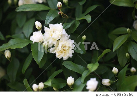 バラ つるバラの白い花の写真素材