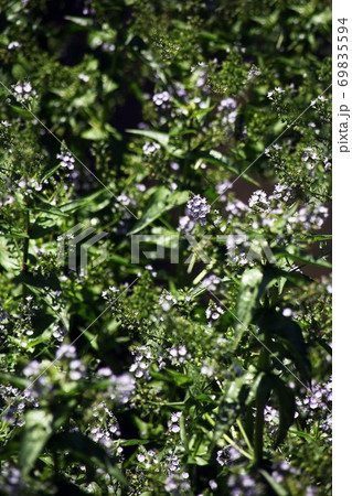 野草 水辺に咲く、サボンソウの花 野草 水辺に咲く、サボンソウの花 69835594