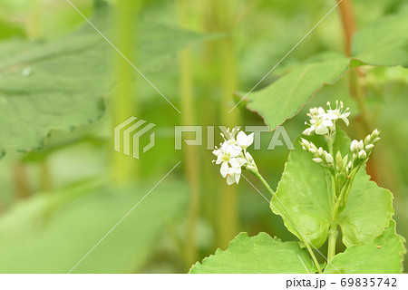 小さく綺麗な蕎麦の花 小さく綺麗な蕎麦の花 69835742