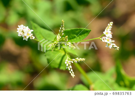 小さく綺麗な蕎麦の花 小さく綺麗な蕎麦の花 69835763