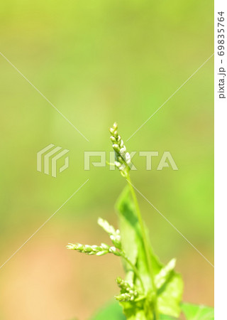 開花が間近の蕎麦の花 開花が間近の蕎麦の花 69835764