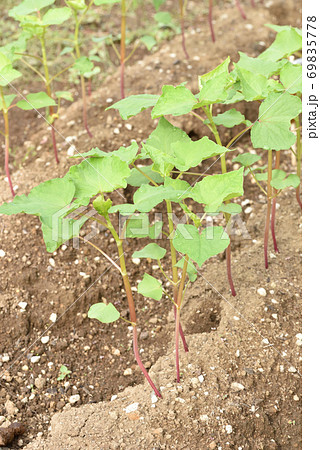 成長した蕎麦の芽 成長した蕎麦の芽 69835778