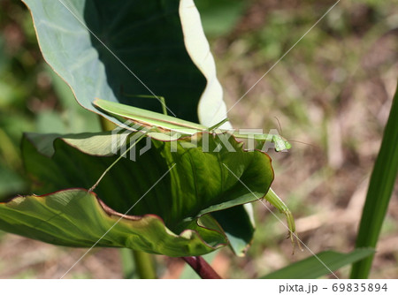 カマキリ 69835894