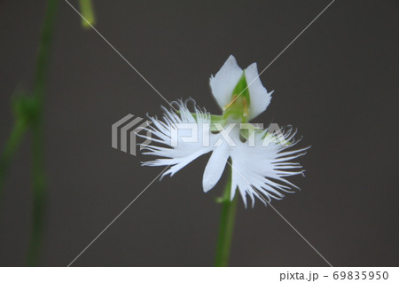 ユニークな日本の山野草 白いサギソウの花の写真素材