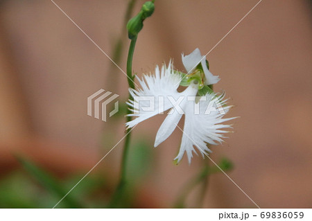 ユニークな日本の山野草 白いサギソウの花の写真素材