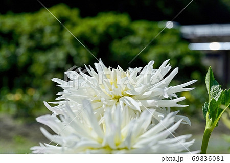 細い花びらの満開の白いダリアの花の写真素材